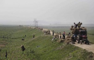 People work in corn fields in South Hwanghae, North Korea on 24 June 2015. (Photo: AAP)