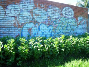 Communal broad bean patch