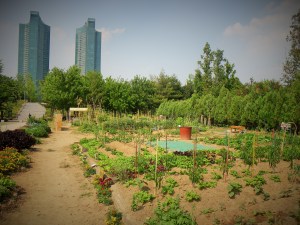 Community garden at Seoul Forest.