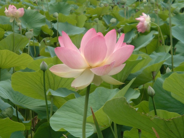 The beauty and complexity of the lotus flower, heavily ingrained with meaning in Buddhist symbology.
