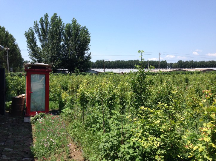 One for my fellow sci-fi nerds: Tardis in the orchard at the Herb Whisperer farm.
